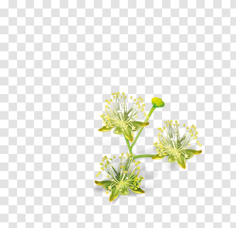 Lindens Cut Flowers Petal Ezki-ur - Flower Transparent PNG