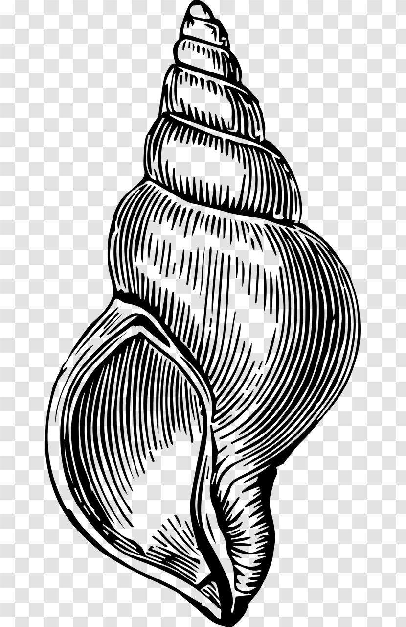 Seashell Black And White Clip Art - Head Transparent PNG