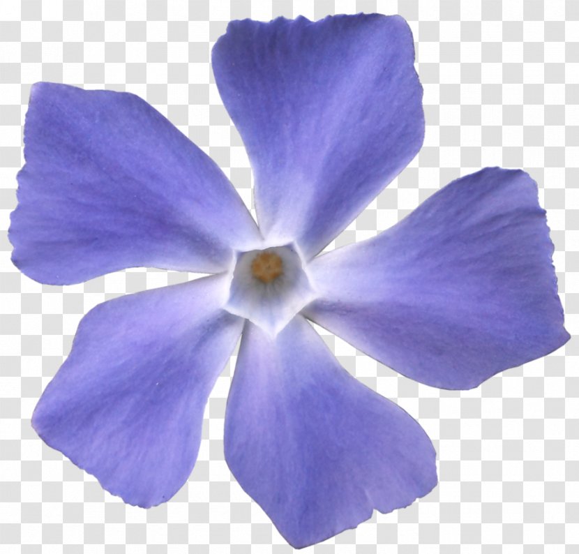 Viola Sororia Flower Violet Blue Purple - Lilac Transparent PNG