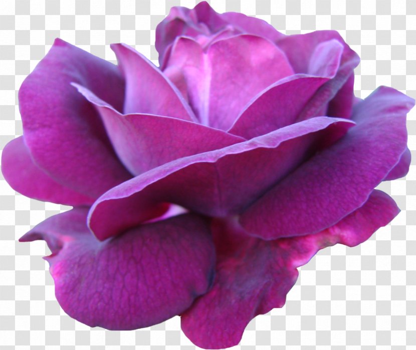 Garden Roses Cabbage Rose Floribunda China Pink - Plant - Purple Flower Transparent PNG
