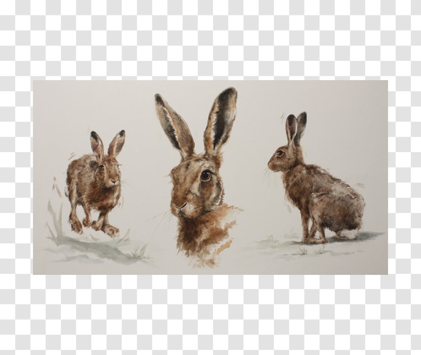 Domestic Rabbit Hare Wildlife Fauna Transparent PNG