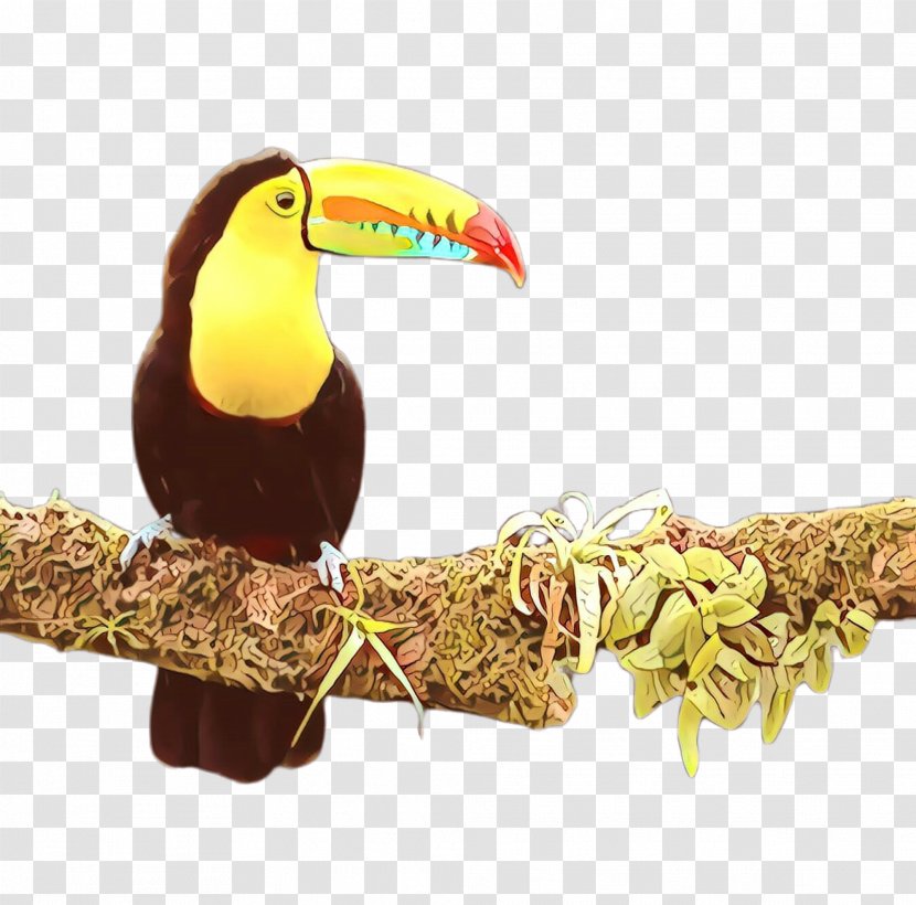 Bird Toucan Beak Piciformes Hornbill Transparent PNG