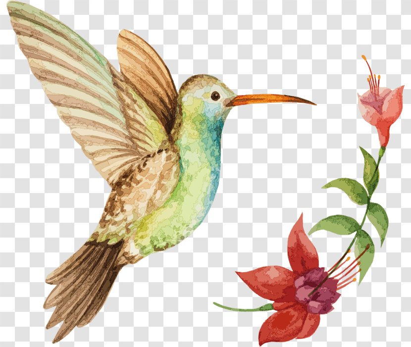 Hummingbird Illustration Stock Photography Vector Graphics - Animal Figure - Avianca Ornament Transparent PNG