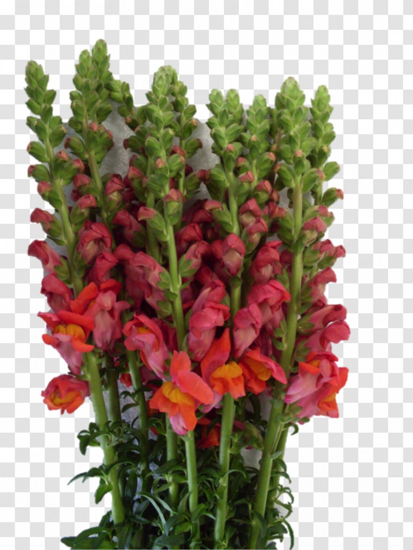 Cut Flowers Image Plant Stem - Gladiolus - Antirrhinum Majus Flower Shape Transparent PNG