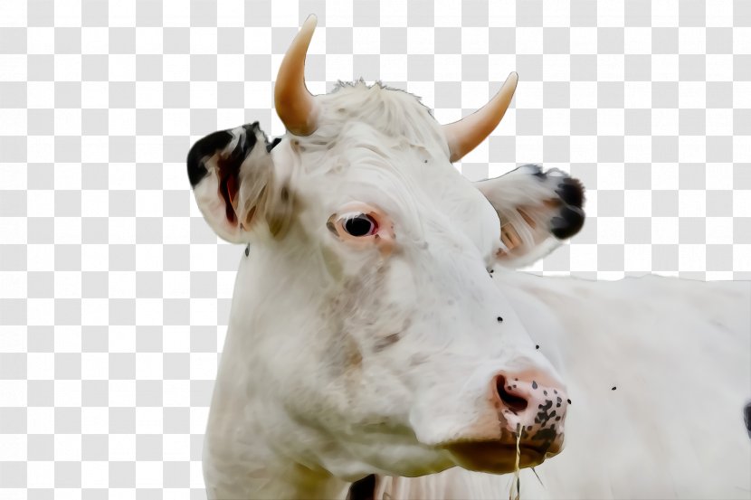 Bovine Dairy Cow Horn Cow-goat Family Livestock - Pasture - Calf Transparent PNG
