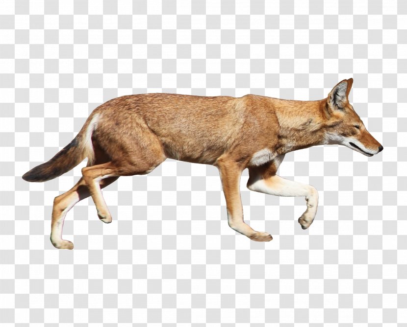 Coyote Dog Dhole Jackal Image Transparent PNG