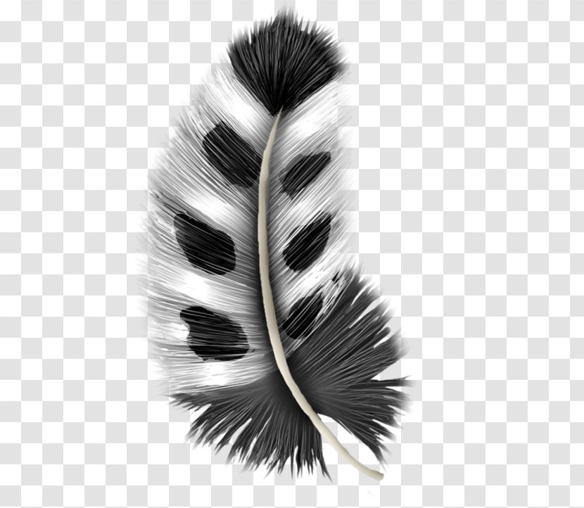 Image Graphic Design Grey Feather - Copyright - Plume Transparent PNG