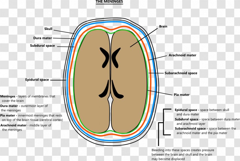 Meninges Brain Pia Mater Arachnoid Agy - Flower Transparent PNG