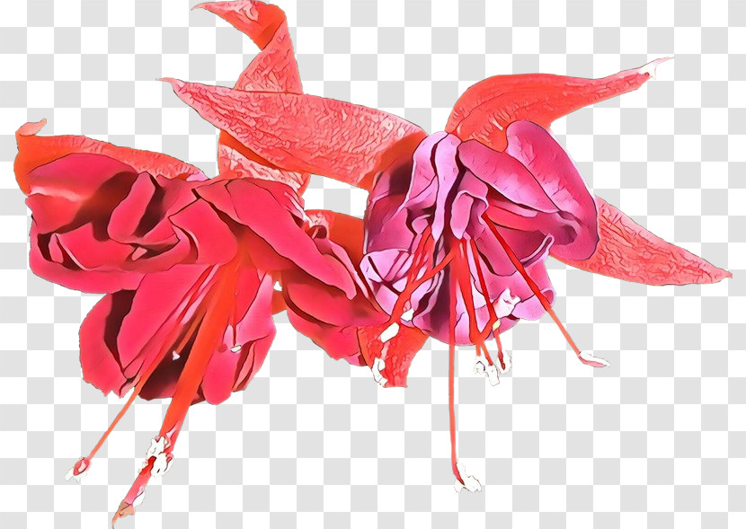 Red Plant Flower Fuchsia Transparent PNG