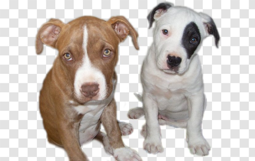 American Pit Bull Terrier Dog Breed Tibial Tuberosity Advancement Anterior Cruciate Ligament - Bulldog Transparent PNG