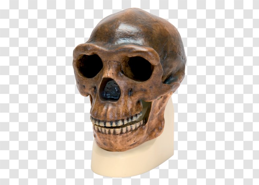 Peking Man Skull Anatomy Science Homo Sapiens - Jaw Transparent PNG