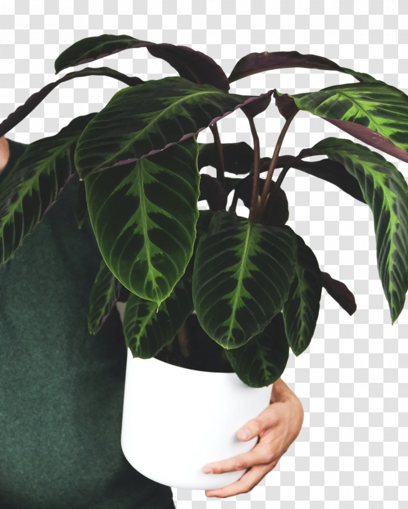 Leaf Houseplant Flowerpot M-tree Tree Transparent PNG