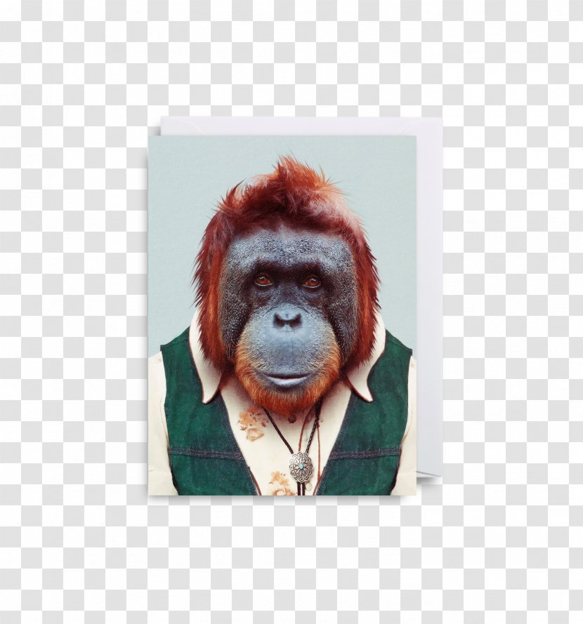 Zoo Portraits Gorilla Photography Animal - Mammal - Orangutan Transparent PNG