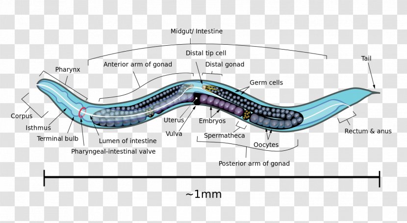 OpenWorm Brain Roundworms - Robot - Eel Transparent PNG