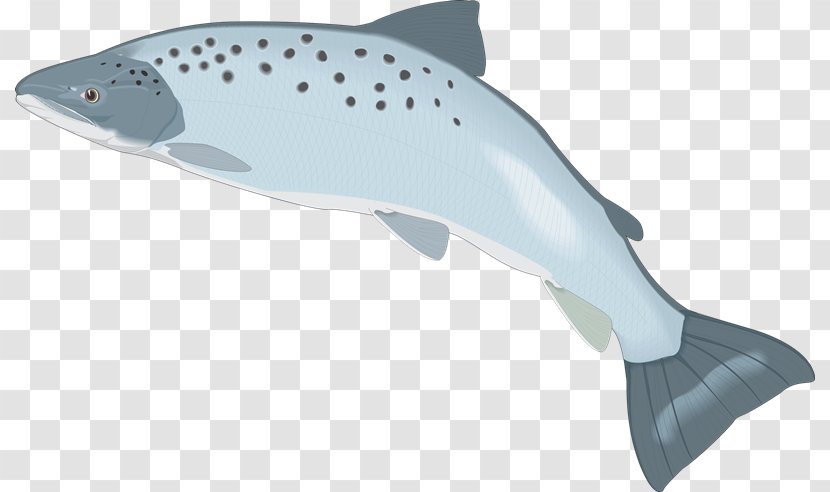 Shark Porpoise Cetacea - Fauna - Peces Transparent PNG