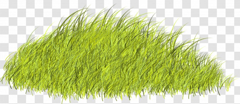 Plant 2752 (u0639u062fu062f) 2753 2743 - Grass - Beautiful Green Transparent PNG