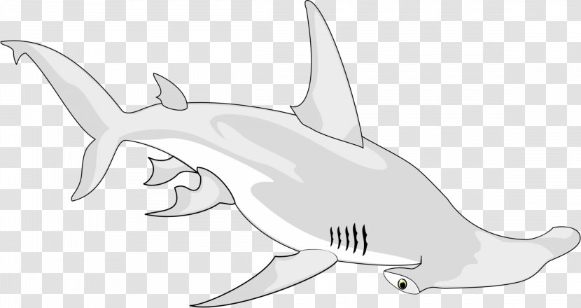 Shark Vertebrate Chondrichthyes Drawing Animal - Jaw Transparent PNG