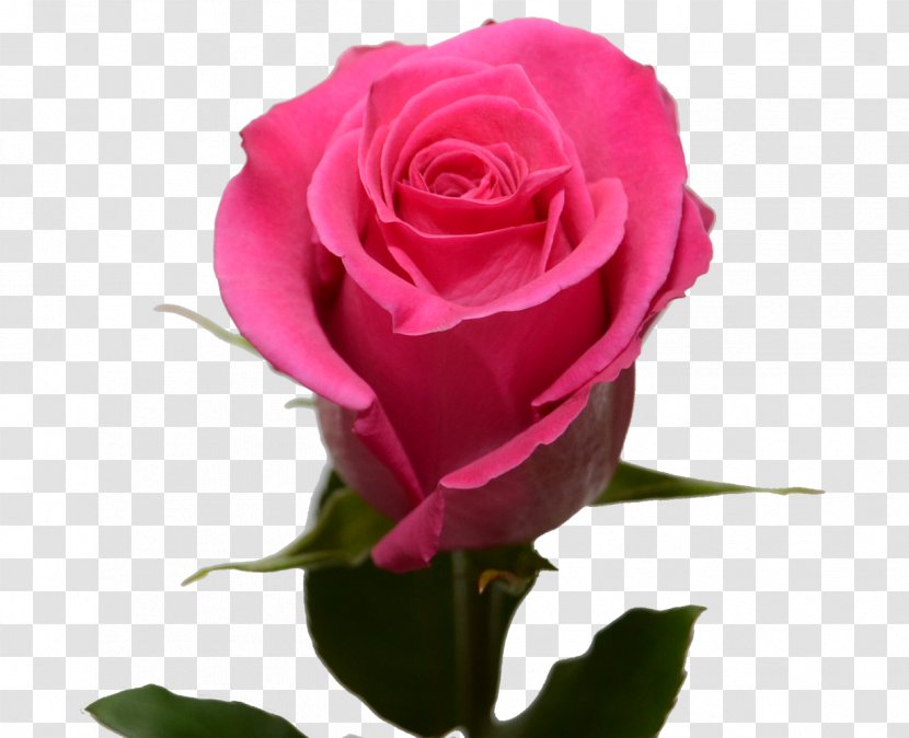 Garden Roses Centifolia Rosa Chinensis Floribunda Cut Flowers - Pink Transparent PNG