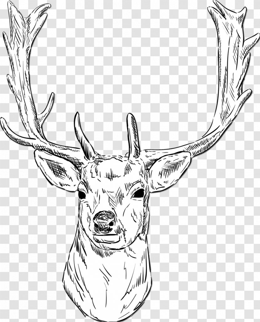 White-tailed Deer Roe Fallow Drawing - Antler Transparent PNG