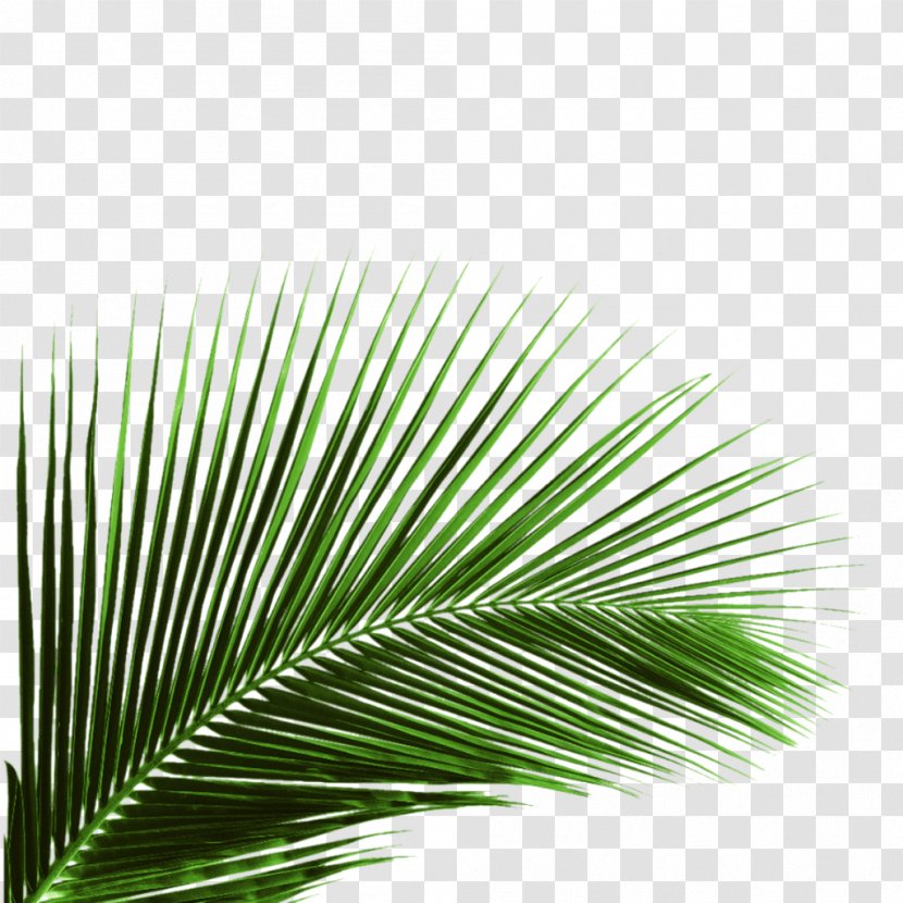 Clip Art Image Palm Trees Vector Graphics - Stock Photography - Hfcntybz Pennant Transparent PNG