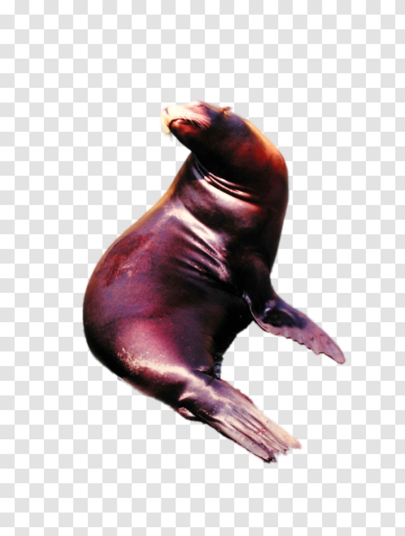 Sea Lion - Nature Animals Seal Transparent PNG