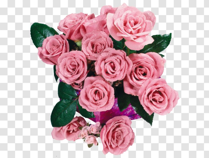 Garden Roses Square Alban Satragne Prison Saint-Lazare Flower Friendship - Rose Family - Pink Transparent PNG