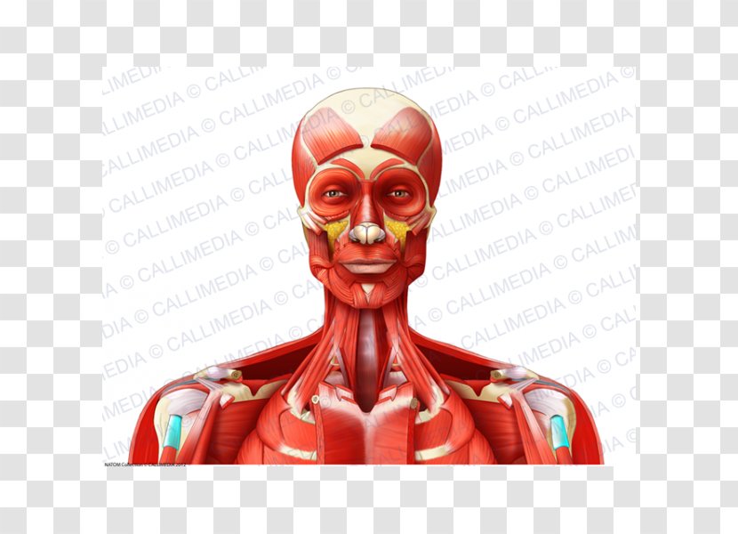Muscle Head And Neck Anatomy Muscular System - Flower - Watercolor Transparent PNG