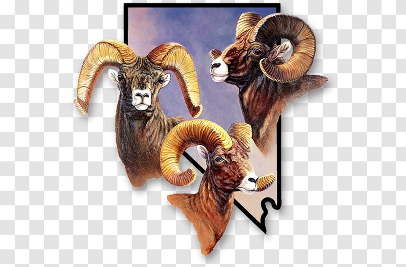 Sierra Nevada Bighorn Sheep Argali Desert - Biggame Hunting Transparent PNG