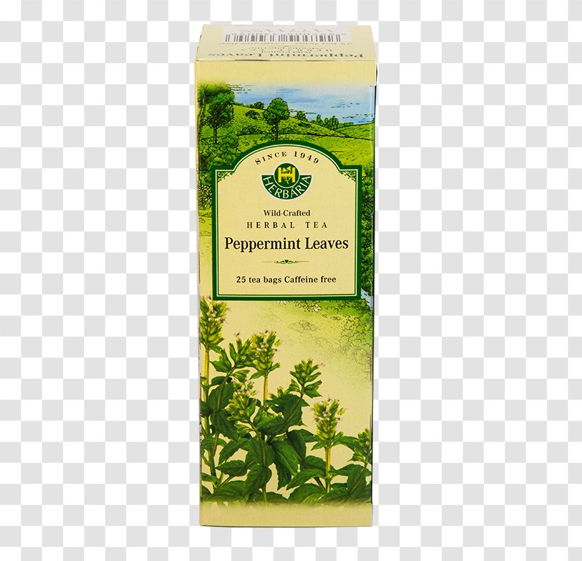 Green Tea Herb Bag Pickwick - Peppermint Transparent PNG