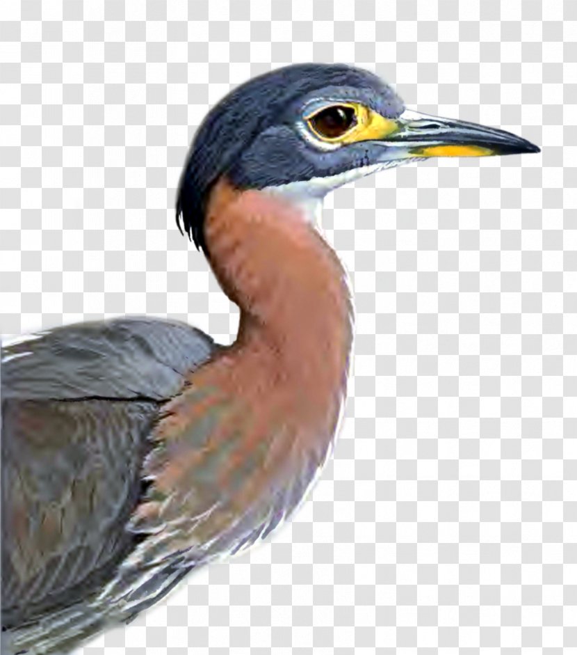Green Heron Bird - Fauna Transparent PNG