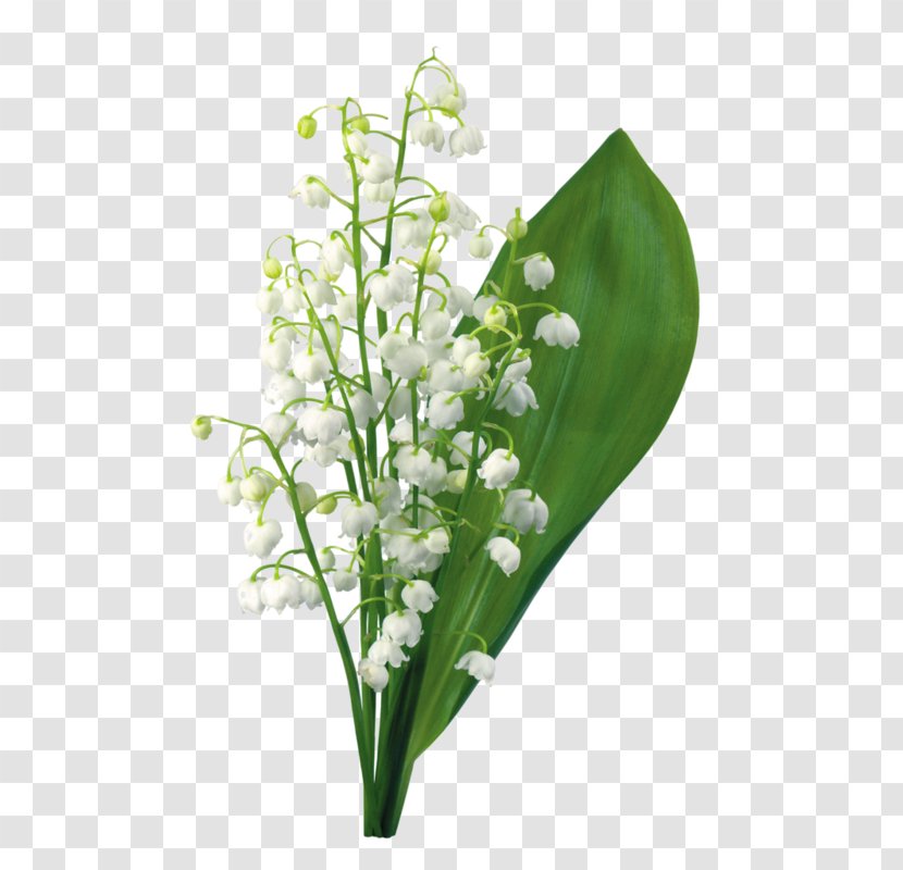 Lily Of The Valley Flower 1 May Transparent PNG