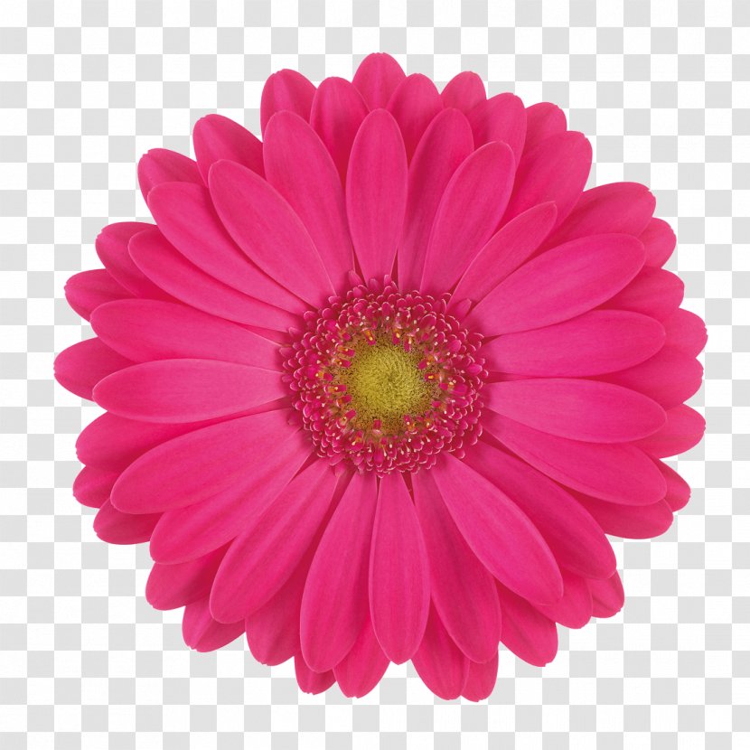 Transvaal Daisy Cut Flowers Stock Photography Common - Chrysanths - Gerbera Transparent PNG