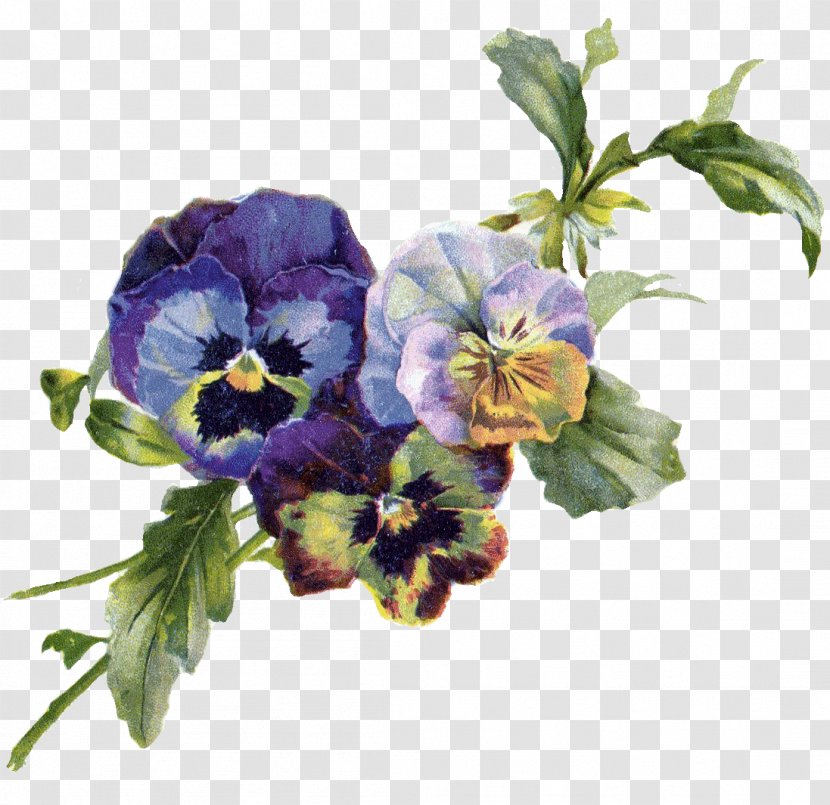 Pansy Art Violet Clip - Painter - Vintage Flower Transparent PNG