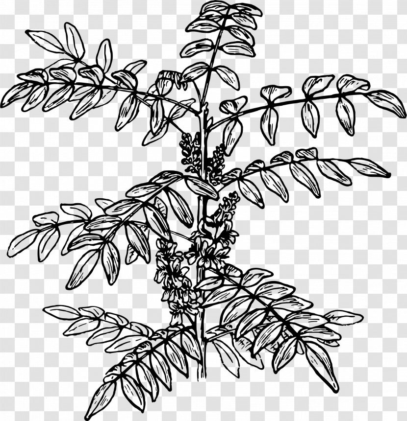 Twig Plant Stem Line Art Leaf Clip - Branch Transparent PNG