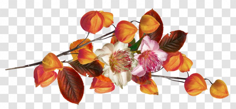 Autumn Leaf Petal - Flowering Plant Transparent PNG