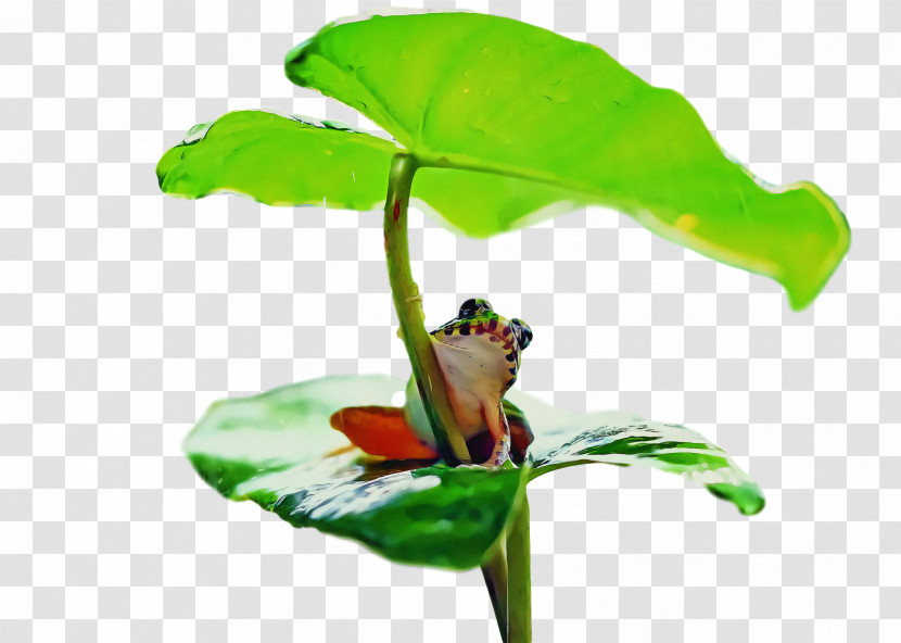 Tree Frog Frogs Leaf Insect Plant Stem Transparent PNG