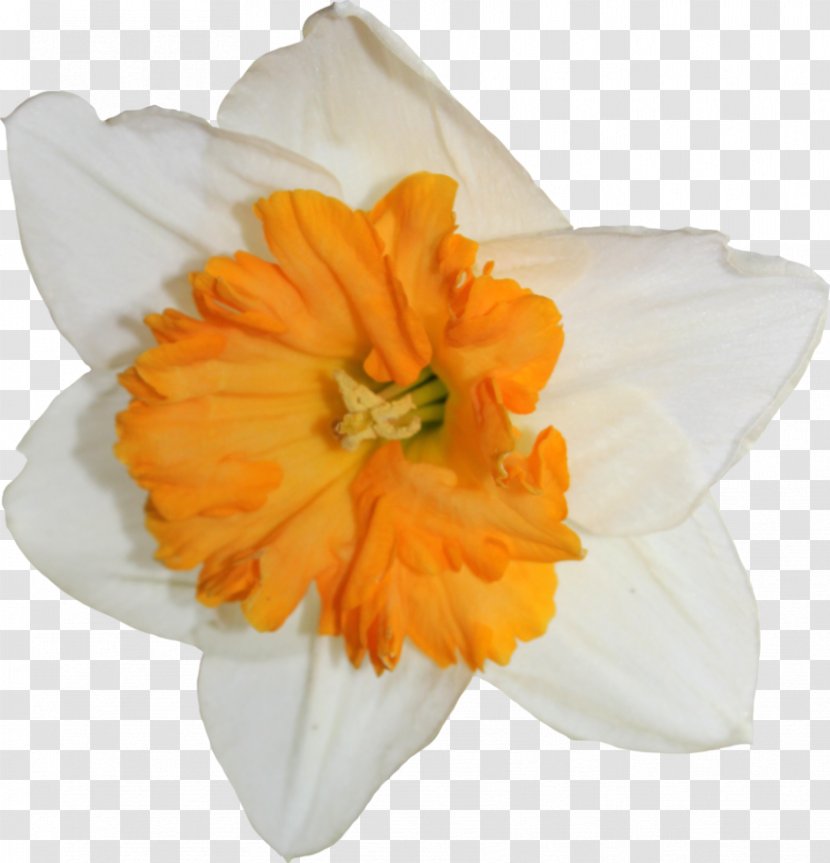 Daffodil Flower Clip Art - Flowering Plant - Narcissus Transparent PNG