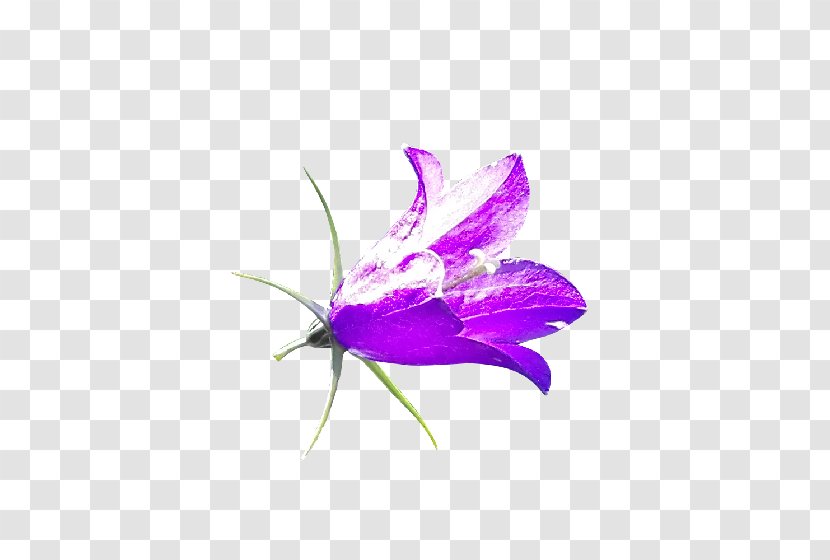 Bellflower - Petal - Moths And Butterflies Transparent PNG