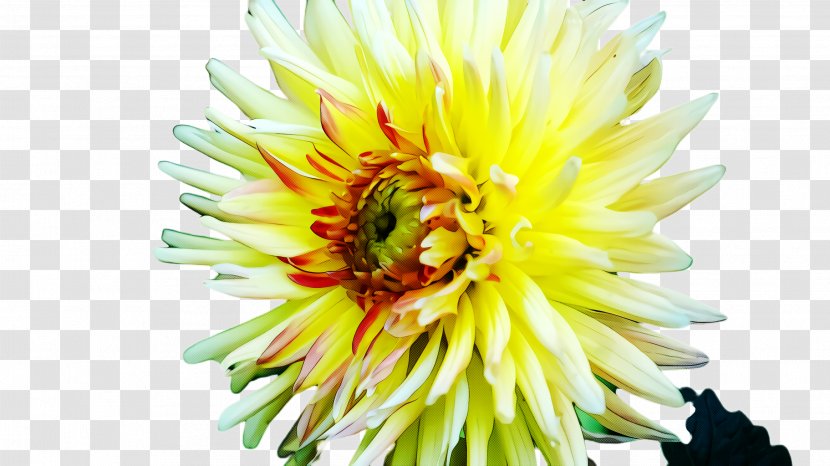 Floral Design - Petal - Daisy Family Transparent PNG