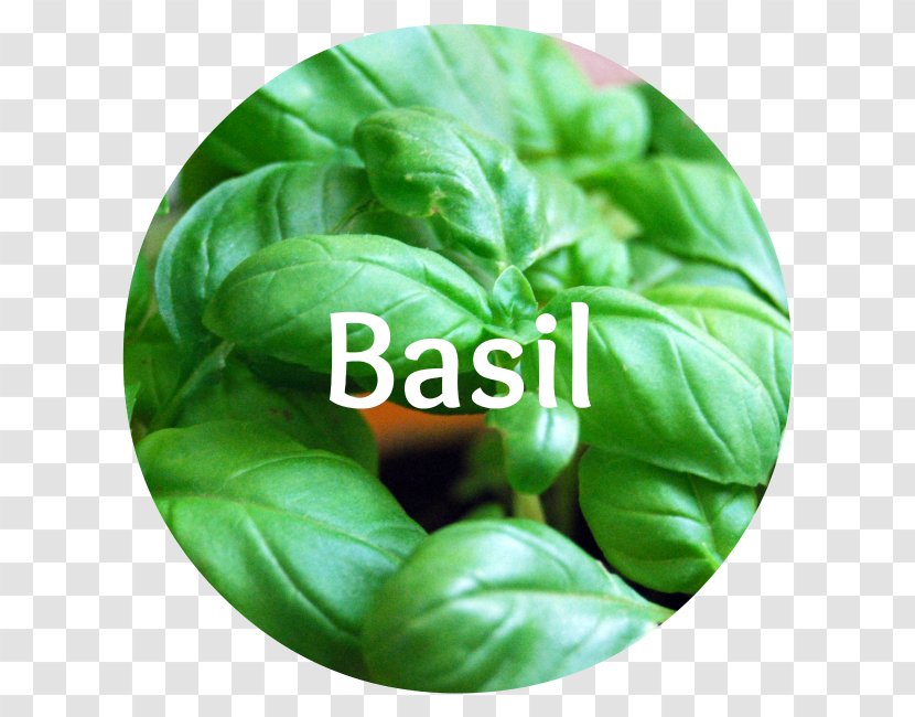 Herb Thai Basil Lemon African Blue Genovese - Osmin Purple - Leaves Transparent PNG