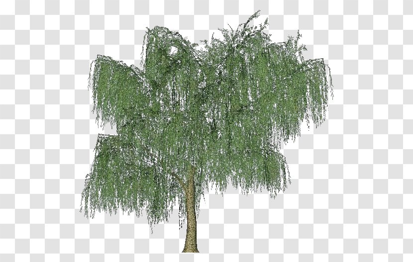 Tree Weeping Willow Woody Plant Shrub - Grass - Albero Della Vita Transparent PNG