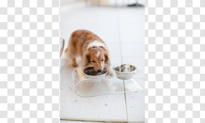 Dog Breed Puppy Companion Sporting Group - Diner - Pet Feeder Transparent PNG