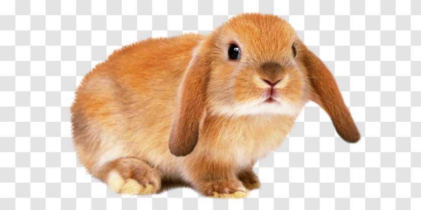 Dog European Rabbit Hamster Taking Care Of Your - Animal Transparent PNG