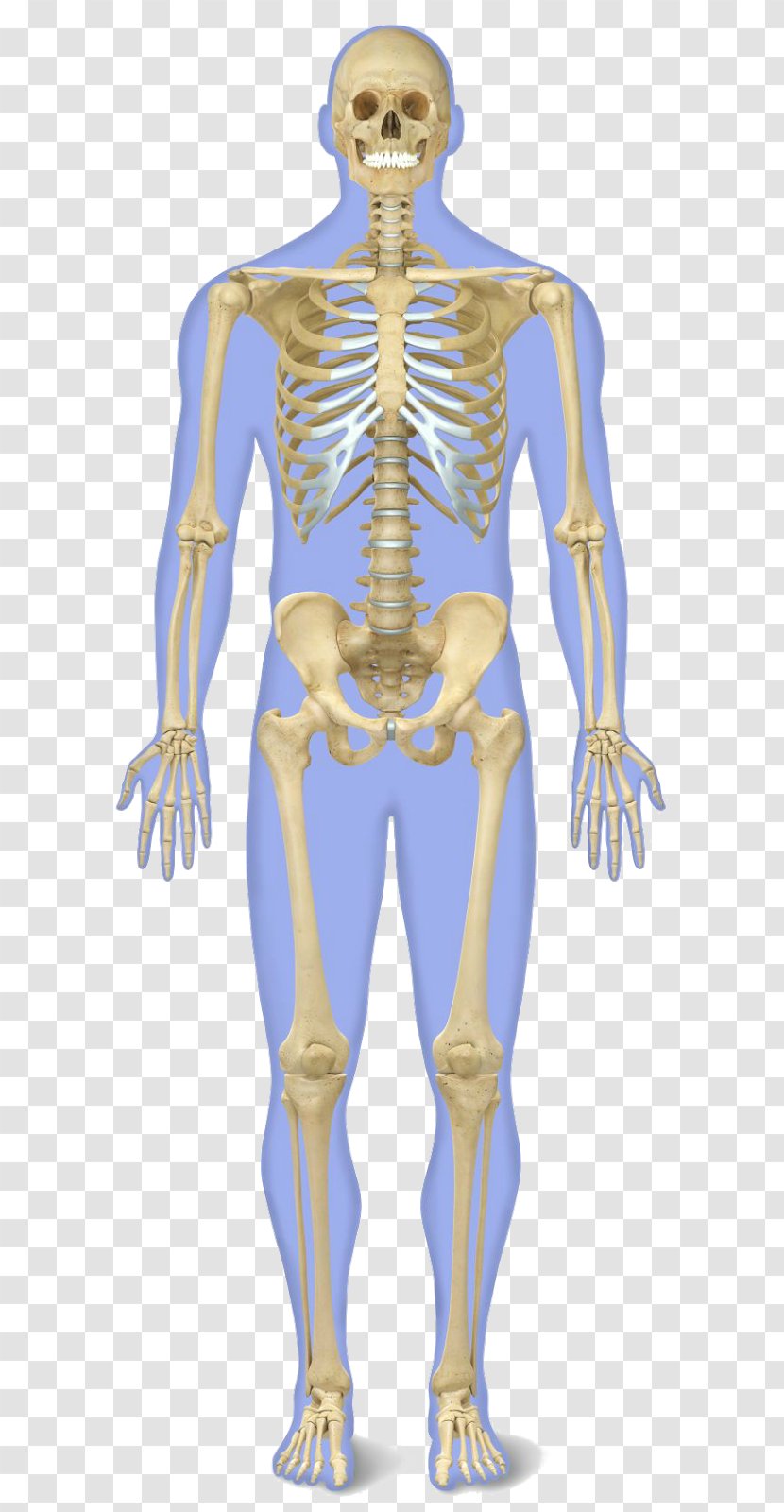 The Human Skeleton Body Anatomy - Heart - Bones Transparent PNG