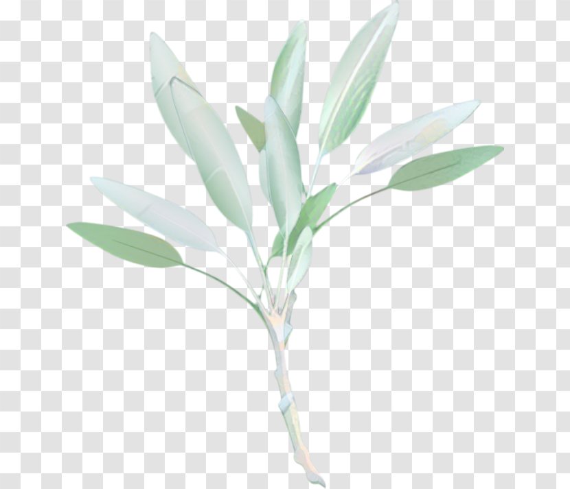 Drawing Clip Art Vector Graphics - Common Sage - Watercolor Painting Transparent PNG
