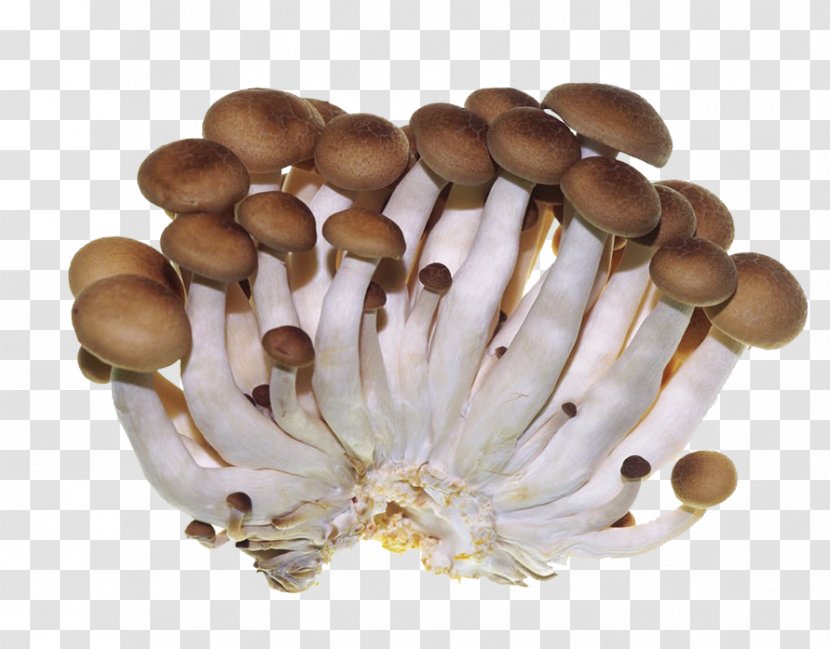 Oyster Mushroom Edible Shiitake - Pleurotus - Vegetables And Mushrooms Transparent PNG