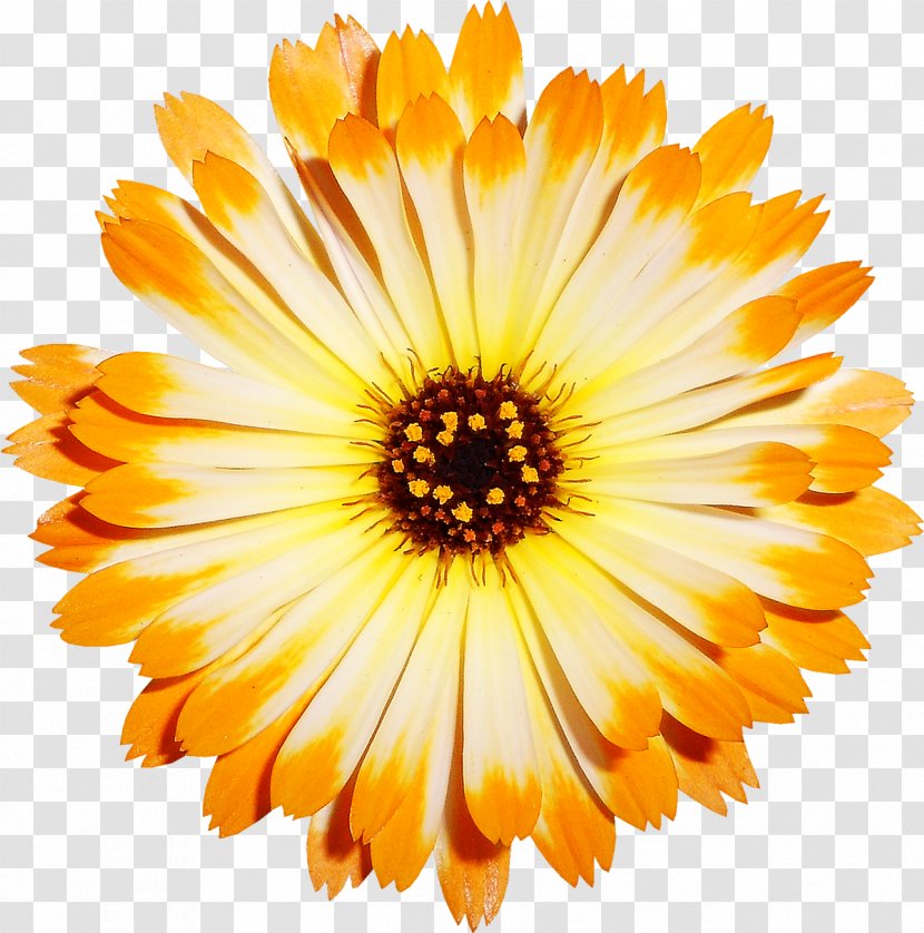 Chrysanthemum Transvaal Daisy Cut Flowers - Watercolor Painting - Yellow Material Transparent PNG
