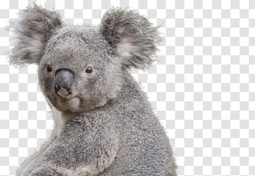 National Zoo & Aquarium Koala Bear Marsupial Transparent PNG