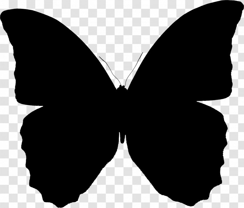 United States Of America Image - Brushfooted Butterfly - Symmetry Transparent PNG