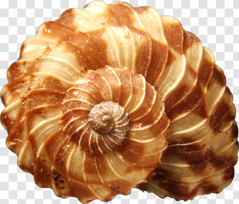 Shore Seashell Mollusc Shell Snail - Cypraea Transparent PNG